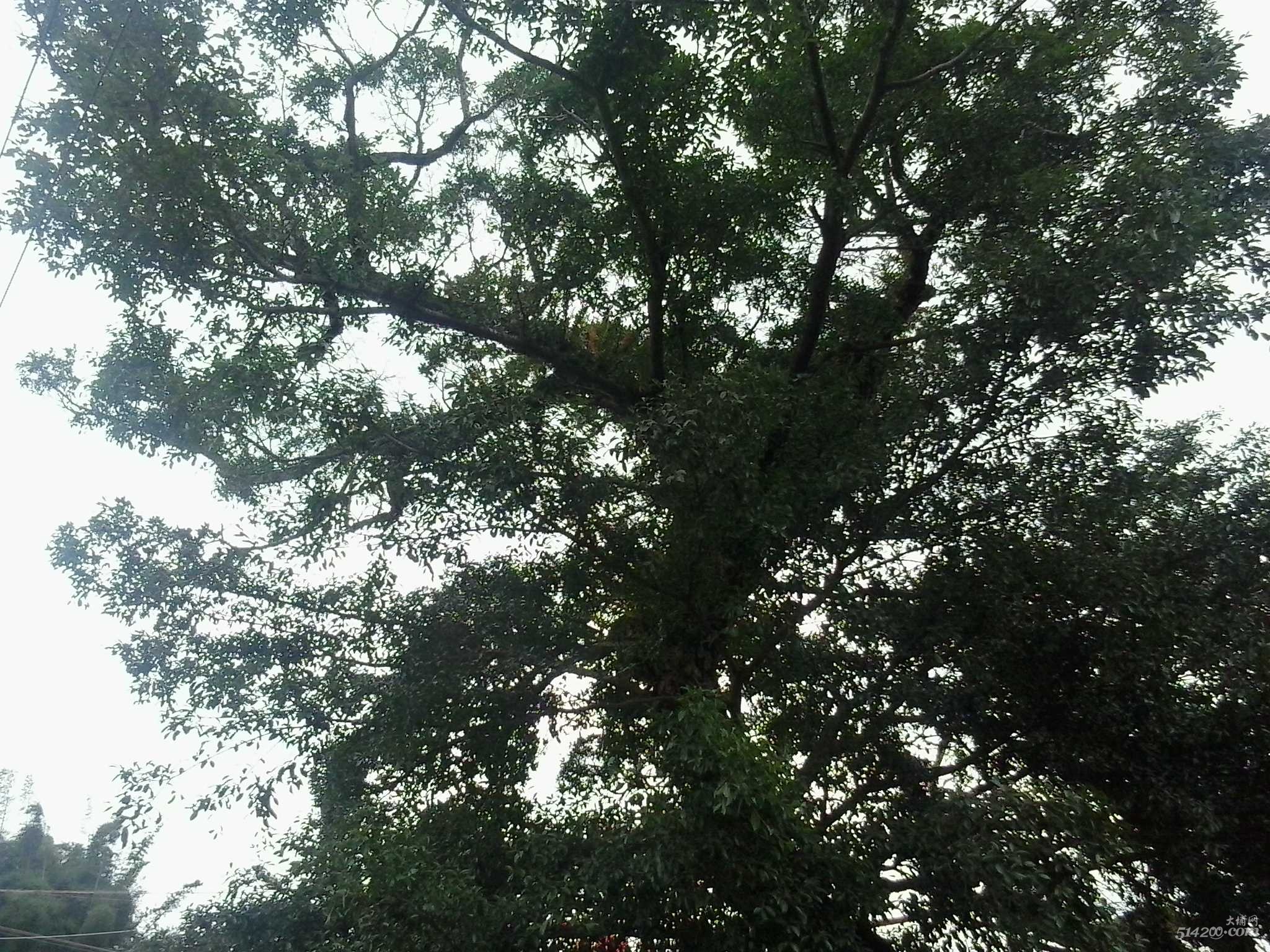 茶阳太宁-校门口的那棵老榕树依然枝繁叶茂