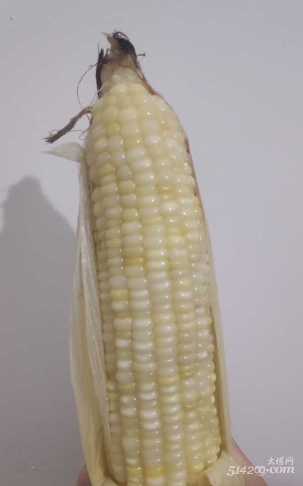 玉米.png