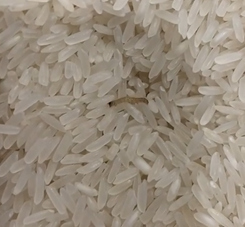 超市的大米都有虫子了